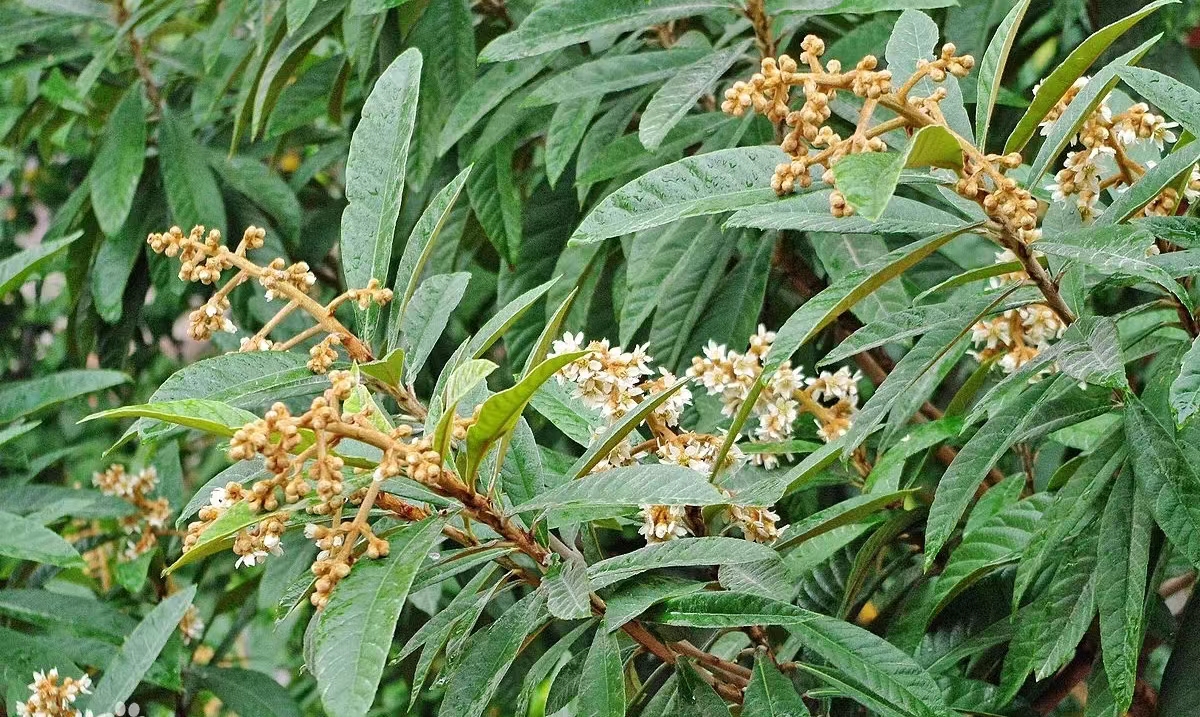 鋼城五月枇杷香