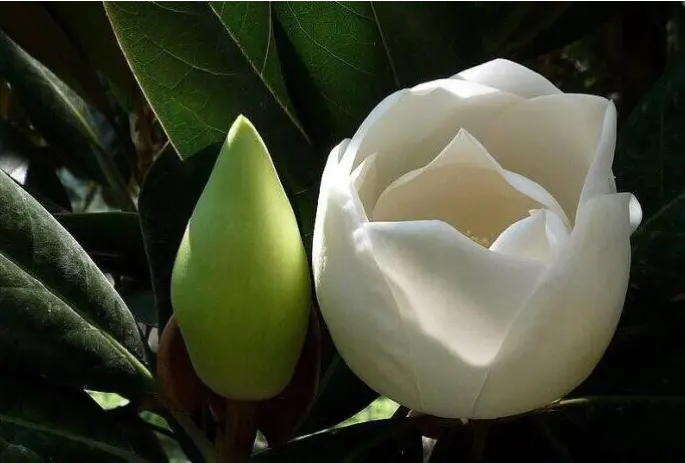 玉蘭花開綻芳華