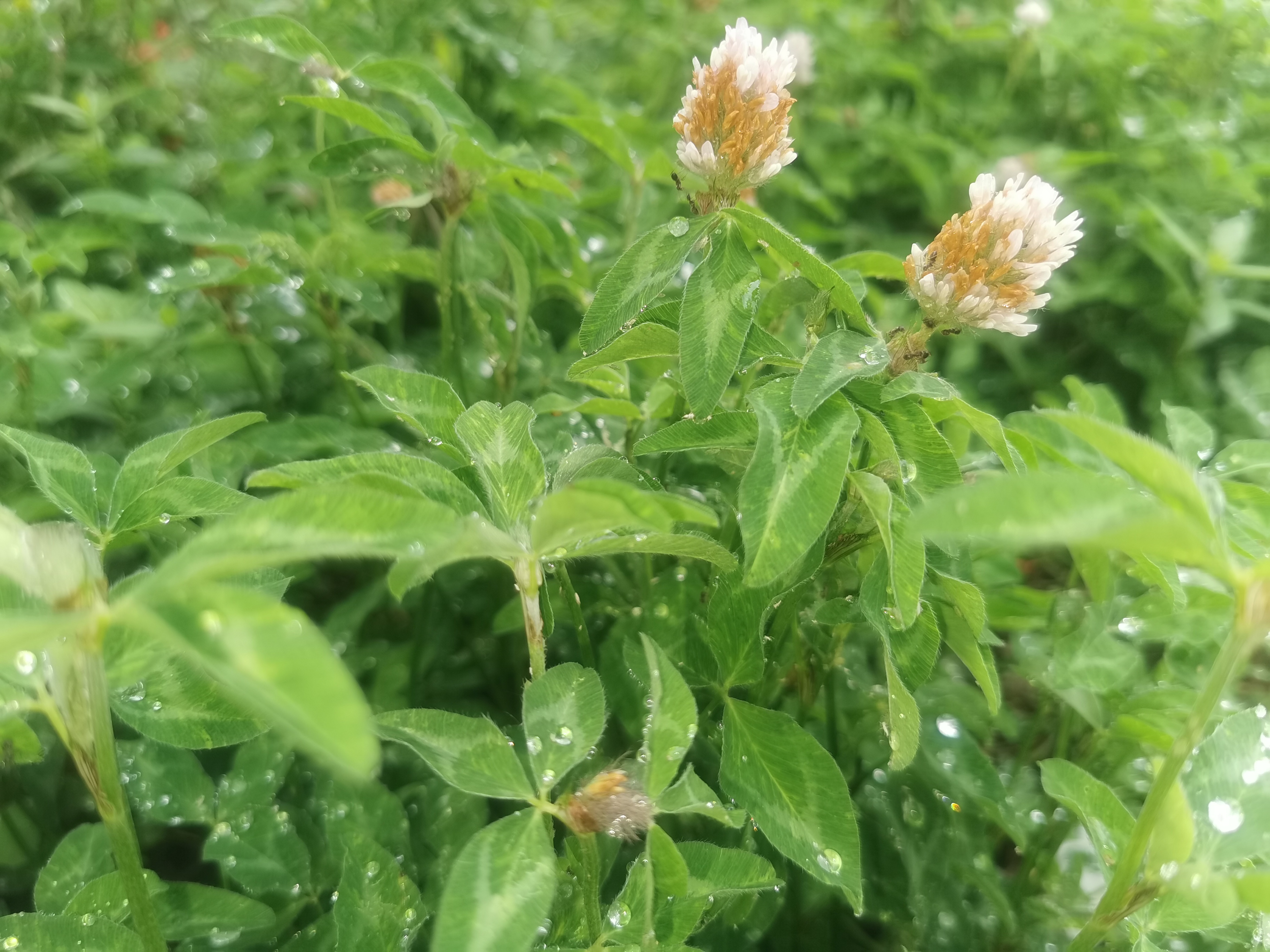 夏雨掠影