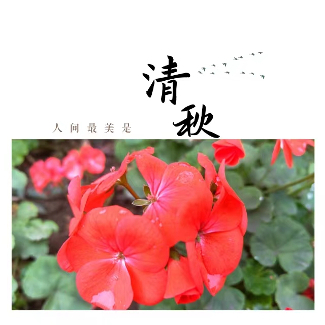 入眼皆是畫！打卡十里鋼城“花樣”秋天