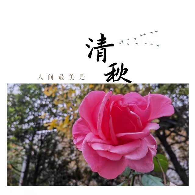 入眼皆是畫！打卡十里鋼城“花樣”秋天