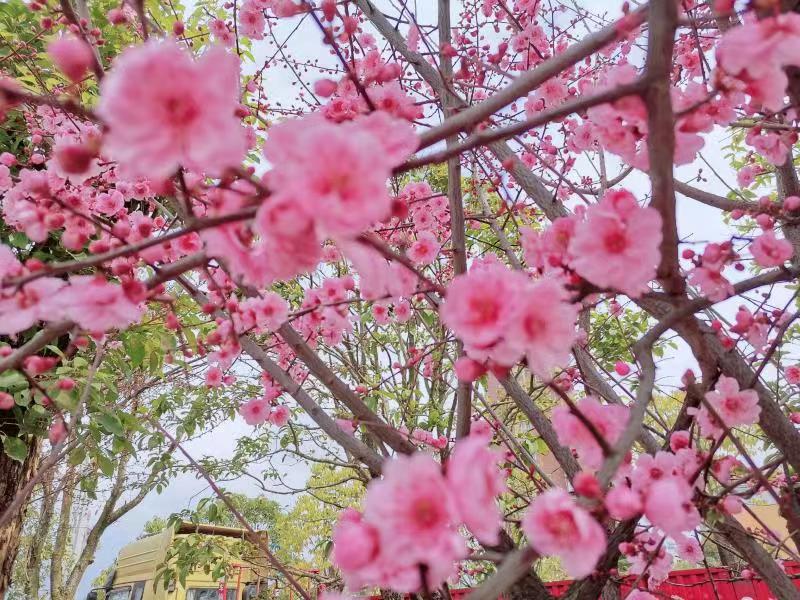 與春，重逢
