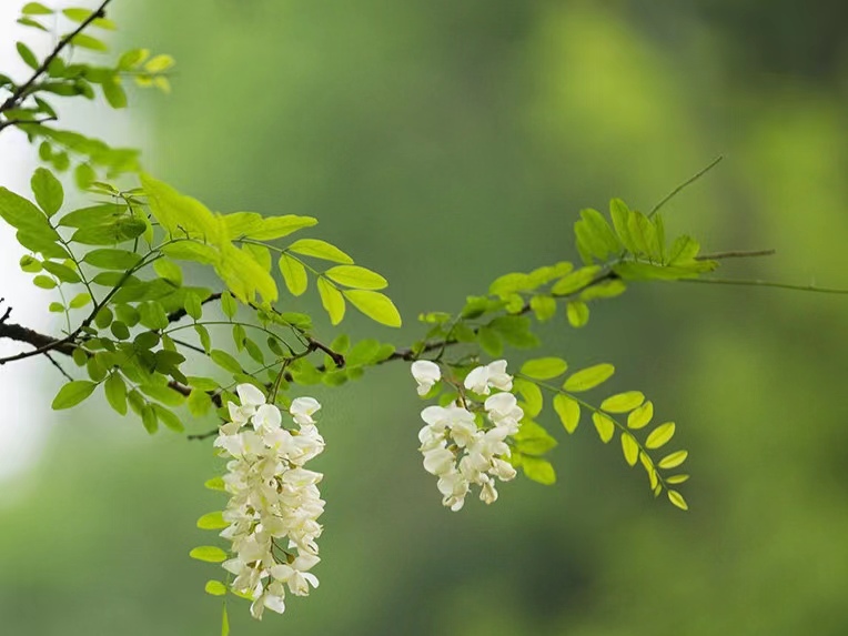 時光清淺，槐花情濃