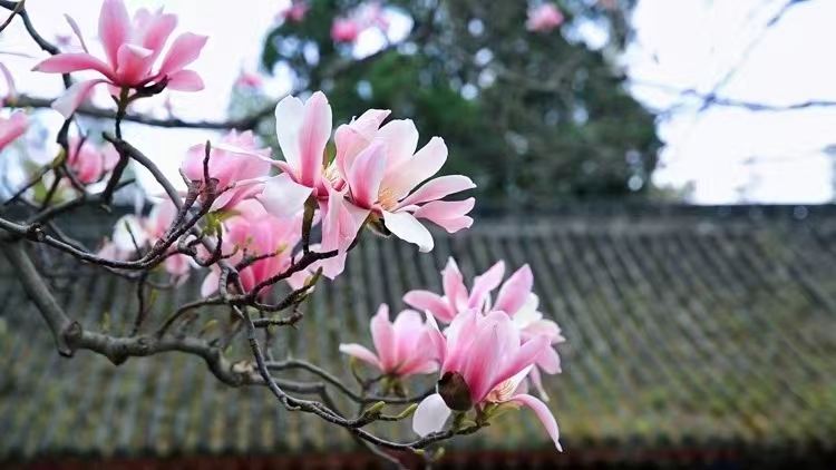 無處不飛花，浪漫春天在漢中